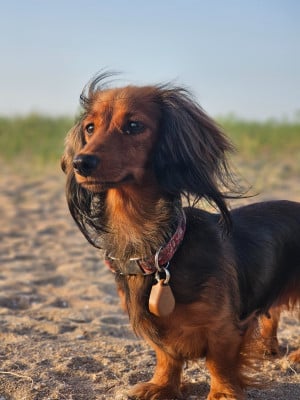https://chiens-de-france.com/photo/chiens/2026_06/tn200/TN200_202606171637566a32b14488728.jpg