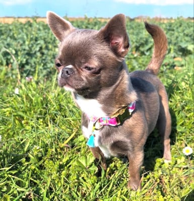 https://chiens-de-france.com/photo/chiens/2026_06/tn200/TN200_202606171649106a32b3e6970e4.jpg