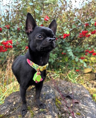 Viva Paco Des Perles Du Soleil