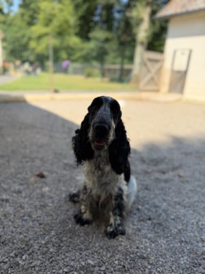 https://chiens-de-france.com/photo/chiens/2026_06/tn200/TN200_202606181147016a33be95f2384.jpg