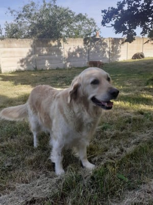 https://chiens-de-france.com/photo/chiens/2026_06/tn200/TN200_202606181449106a33e9461601e.jpg