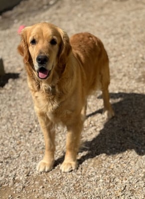 https://chiens-de-france.com/photo/chiens/2026_06/tn200/TN200_202606181459326a33ebb445009.jpg
