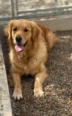 https://chiens-de-france.com/photo/chiens/2026_06/tn200/TN200_202606181500236a33ebe74f5e3.jpg