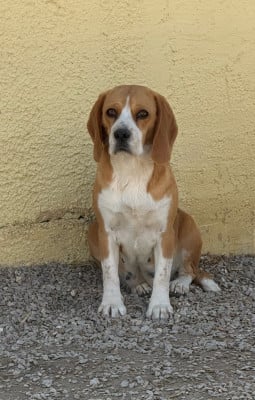 https://chiens-de-france.com/photo/chiens/2026_06/tn200/TN200_202606181503426a33ecae95f3d.jpg