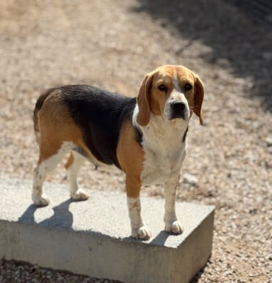 https://chiens-de-france.com/photo/chiens/2026_06/tn200/TN200_202606181504196a33ecd329aa3.jpg