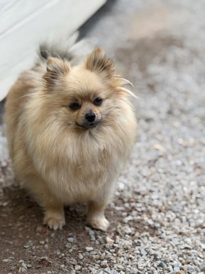 https://chiens-de-france.com/photo/chiens/2026_06/tn200/TN200_202606190821076a34dfd38975a.jpg