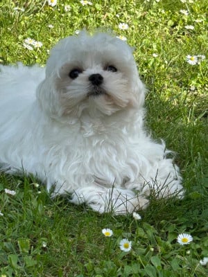 https://chiens-de-france.com/photo/chiens/2026_06/tn200/TN200_202606190933216a34f0c14da6c.jpg