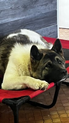https://chiens-de-france.com/photo/chiens/2026_06/tn200/TN200_202606191209056a3515418427c.jpg