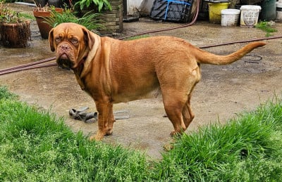 https://chiens-de-france.com/photo/chiens/2026_06/tn200/TN200_202606191524156a3542ffb8b91.jpg