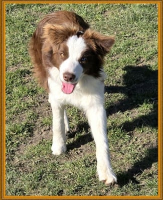 https://chiens-de-france.com/photo/chiens/2026_06/tn200/TN200_202606191632136a3552ed9974d.jpg