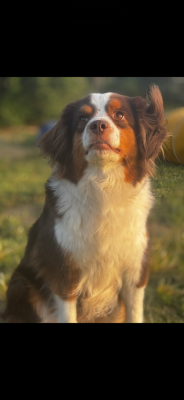 https://chiens-de-france.com/photo/chiens/2026_06/tn200/TN200_202606191733566a356164cbde6.png