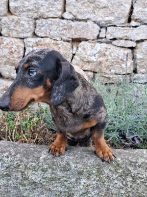 https://chiens-de-france.com/photo/chiens/2026_06/tn200/TN200_202606191933346a357d6e71687.webp