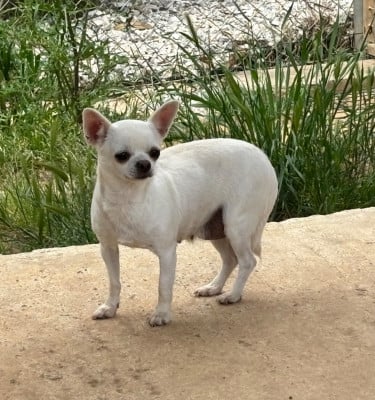 https://chiens-de-france.com/photo/chiens/2026_06/tn200/TN200_202606211237346a37beee6cf17.jpg