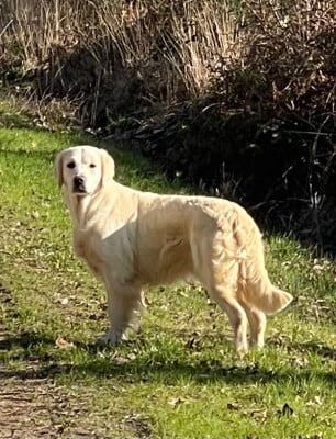 https://chiens-de-france.com/photo/chiens/2026_06/tn200/TN200_202606220959156a38eb53c1cc6.jpg
