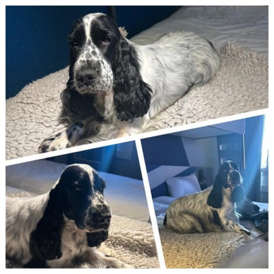 https://chiens-de-france.com/photo/chiens/2026_06/tn200/TN200_202606221350256a3921812b000.jpg
