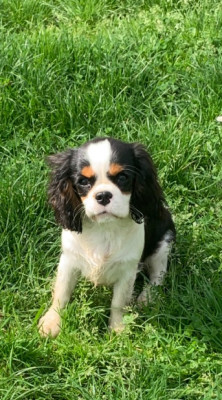 https://chiens-de-france.com/photo/chiens/2026_06/tn200/TN200_202606221808306a395dfe2df6f.jpg