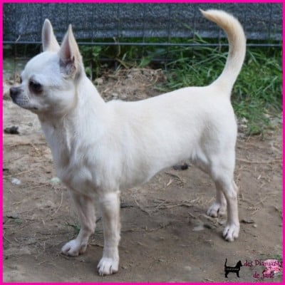 https://chiens-de-france.com/photo/chiens/2026_06/tn200/TN200_202606230850066a3a2c9eaf570.jpg