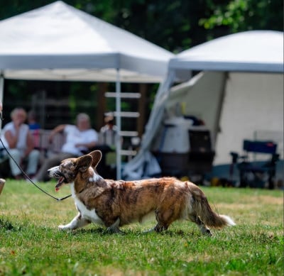 https://chiens-de-france.com/photo/chiens/2026_06/tn200/TN200_202606231014266a3a4062aadda.jpg