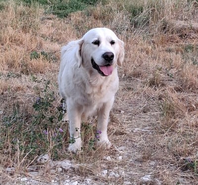 https://chiens-de-france.com/photo/chiens/2026_06/tn200/TN200_202606232131336a3adf15338f6.jpg