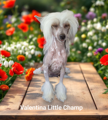 https://chiens-de-france.com/photo/chiens/2026_06/tn200/TN200_202606240017326a3b05fc43893.png