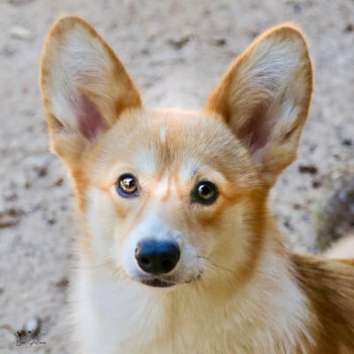 https://chiens-de-france.com/photo/chiens/2026_06/tn200/TN200_202606241403186a3bc7867d516.jpg