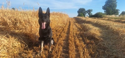 https://chiens-de-france.com/photo/chiens/2026_06/tn200/TN200_202606241727216a3bf7599d244.jpg