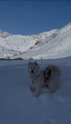 https://chiens-de-france.com/photo/chiens/2026_06/tn200/TN200_202606241733006a3bf8acb1e5e.jpg