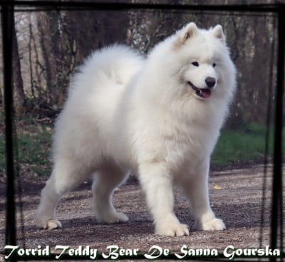 TORRID TEDDY BEAR DE SANNA GOURSKA De sanna gourska