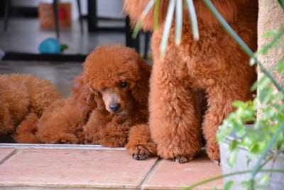 https://chiens-de-france.com/photo/chiens/2026_06/tn200/TN200_202606250909036a3cd40ff20dc.jpg