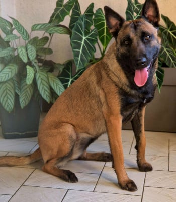 https://chiens-de-france.com/photo/chiens/2026_06/tn200/TN200_202606251342216a3d141d9b634.jpg