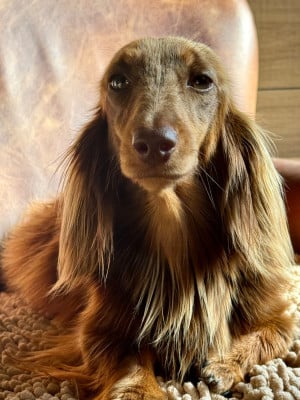 https://chiens-de-france.com/photo/chiens/2026_06/tn200/TN200_202606252032416a3d744968fbc.jpg