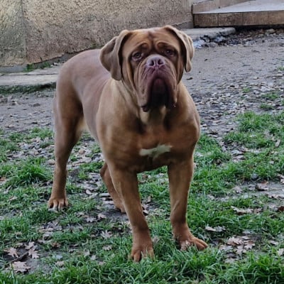 https://chiens-de-france.com/photo/chiens/2026_06/tn200/TN200_202606261110286a3e42047c8f1.jpg