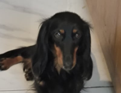 https://chiens-de-france.com/photo/chiens/2026_06/tn200/TN200_202606261302436a3e5c5338cb3.jpg