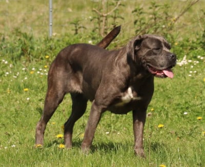 https://chiens-de-france.com/photo/chiens/2026_06/tn200/TN200_202606271117126a3f95180a6c4.jpg