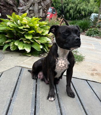 https://chiens-de-france.com/photo/chiens/2026_06/tn200/TN200_202606271136056a3f9985dd7d3.png