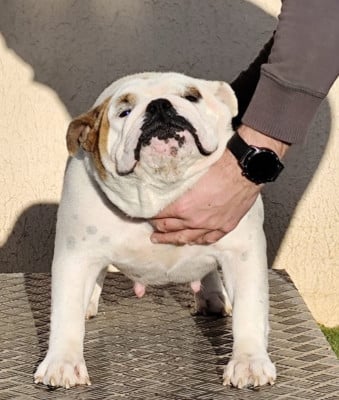 https://chiens-de-france.com/photo/chiens/2026_06/tn200/TN200_202606271233306a3fa6fac62e4.jpg