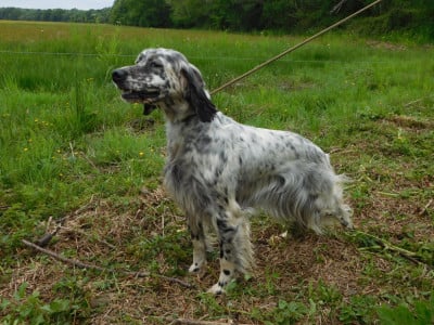 https://chiens-de-france.com/photo/chiens/2026_06/tn200/TN200_202606271823536a3ff9193b70f.jpg