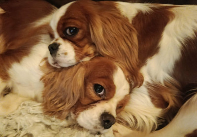 https://chiens-de-france.com/photo/chiens/2026_06/tn200/TN200_202606281428176a411361e0cb6.jpg