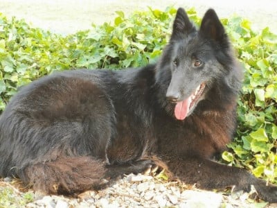 https://chiens-de-france.com/photo/chiens/2026_06/tn200/TN200_202606282206346a417eca49fbd.jpg