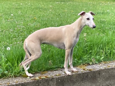 https://chiens-de-france.com/photo/chiens/2026_06/tn200/TN200_202606291421436a426357a0e70.jpg
