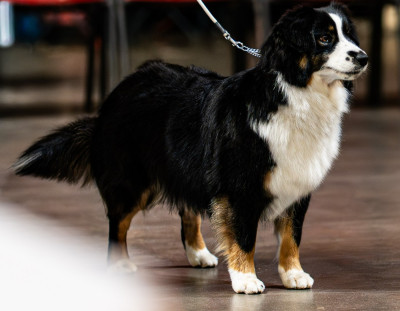 https://chiens-de-france.com/photo/chiens/2026_06/tn200/TN200_202606292016526a42b69402873.jpg