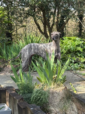 https://chiens-de-france.com/photo/chiens/2026_06/tn200/TN200_202606292354186a42e98a19dda.jpg