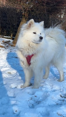 https://chiens-de-france.com/photo/chiens/2026_06/tn200/TN200_202606301205346a4394eeb4c3e.jpg