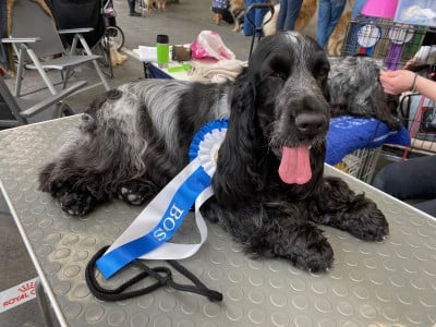 https://chiens-de-france.com/photo/chiens/2026_06/tn200/TN200_202606301416466a43b3ae23376.jpg