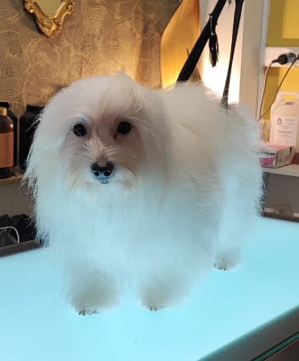 https://chiens-de-france.com/photo/chiens/2026_06/tn200/TN200_202607172345136a5aa269aa4f9.jpg