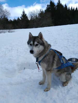 https://chiens-de-france.com/photo/chiens/2026_06/tn200/TN200_202607221336076a60ab2706719.jpg