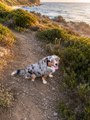 https://chiens-de-france.com/photo/chiens/2026_06/tn200/TN200_202608260000416a8e108997472.png