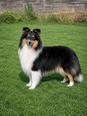 https://chiens-de-france.com/photo/chiens/2026_07/tn200/TN200_202607011530176a45166945bc3.png