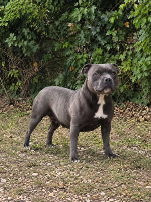https://chiens-de-france.com/photo/chiens/2026_07/tn200/TN200_202607011550436a451b3300b82.png