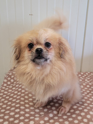 https://chiens-de-france.com/photo/chiens/2026_07/tn200/TN200_202607011659576a452b6d23d33.jpg